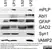 Anti Myelin Proteolipid Protein Antibody, clone plpc1 thumbnail image 7