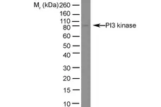 Anti PI-3 Kinase p85 Subunit Alpha Antibody, clone U5 gallery image 1