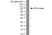Anti PI-3 Kinase p85 Subunit Alpha Antibody, clone U5 thumbnail image 1