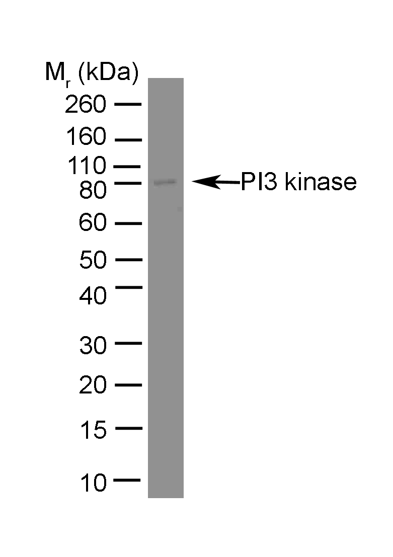 Anti PI-3 Kinase p85 Subunit Alpha Antibody, clone U5 gallery image 1