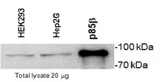 Anti PI-3 Kinase p85 Subunit Beta Antibody, clone T15 gallery image 1