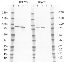 Anti PI-3 Kinase p85 Subunit Beta Antibody, clone T15 gallery image 2