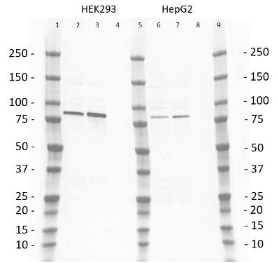 Anti PI-3 Kinase p85 Subunit Beta Antibody, clone T15 gallery image 2
