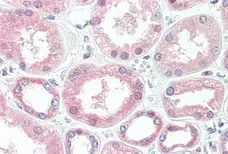 Anti Superoxide Dismutase (Cu-Zn) Antibody, clone 2F5 gallery image 1