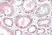 Anti Superoxide Dismutase (Cu-Zn) Antibody, clone 2F5 thumbnail image 1
