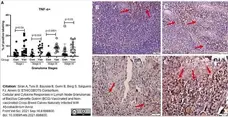 Anti Bovine TNF Alpha Antibody, clone CC327 gallery image 4