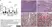 Anti Bovine TNF Alpha Antibody, clone CC327 thumbnail image 4