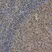Anti Ubiquitin Antibody, clone 1B4-UB thumbnail image 1