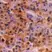Anti Ubiquitin Antibody, clone 1B4-UB thumbnail image 2