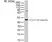 Anti Ubiquitin Antibody, clone 1B4-UB thumbnail image 3