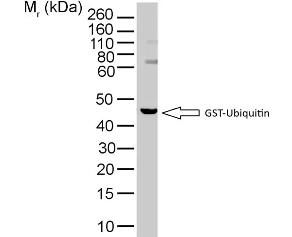 Anti Ubiquitin Antibody, clone 1B4-UB gallery image 3