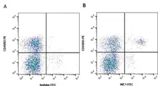Anti Bovine WC1 Antibody, clone CC15 gallery image 1