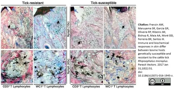 Anti Bovine WC1 Antibody, clone CC15 gallery image 2