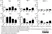 Anti Bovine WC1 Antibody, clone CC15 thumbnail image 3