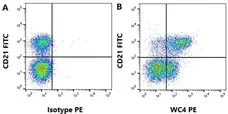 Anti Bovine WC4 Antibody, clone CC55 gallery image 1