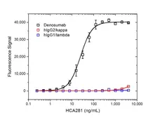 Anti Denosumab Antibody, clone AbD26296_hIgG1 gallery image 2