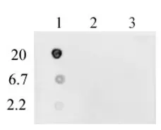 Anti DNA-RNA Hybrid Antibody, clone S9.6 gallery image 1