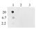Anti DNA-RNA Hybrid Antibody, clone S9.6 thumbnail image 1