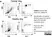 Anti Dog CD11b Antibody, clone CA16.3E10 thumbnail image 3
