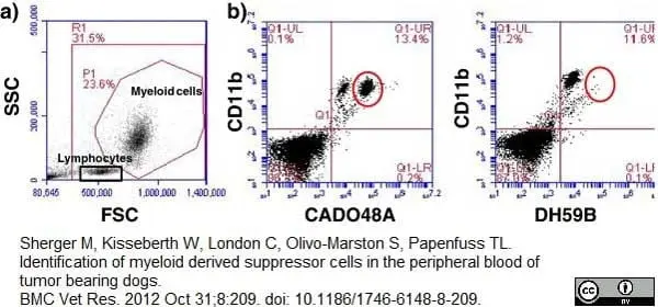 Anti Dog CD11b Antibody, clone CA16.3E10 gallery image 6