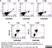 Anti Dog CD11b Antibody, clone CA16.3E10 thumbnail image 7
