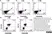 Anti Dog CD11b Antibody, clone CA16.3E10 thumbnail image 7