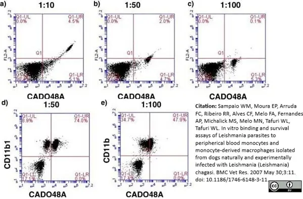 Anti Dog CD11b Antibody, clone CA16.3E10 gallery image 7