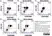 Anti Dog CD11b Antibody, clone CA16.3E10 thumbnail image 8