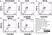 Anti Dog CD11b Antibody, clone CA16.3E10 thumbnail image 9