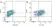 Anti Dog CD11c Antibody, clone CA11.6A1 thumbnail image 1