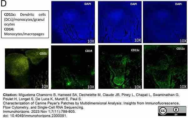 Anti Dog CD11c Antibody, clone CA11.6A1 gallery image 3