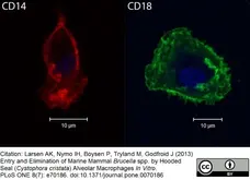 Anti Dog CD18 Antibody, clone CA1.4E9 gallery image 3