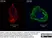 Anti Dog CD18 Antibody, clone CA1.4E9 thumbnail image 3