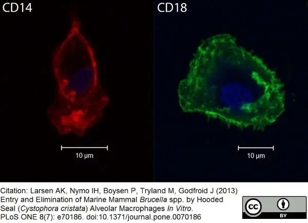 Anti Dog CD18 Antibody, clone CA1.4E9 gallery image 3
