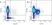 Anti Dog CD18 Antibody, clone CA1.4E9 thumbnail image 4
