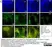Anti Canine CD21 Antibody, clone CA2.1D6 thumbnail image 6