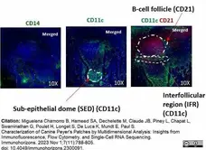 Anti Canine CD21 Antibody, clone CA2.1D6 gallery image 9