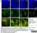 Anti Dog CD3 Antibody, clone CA17.2A12 thumbnail image 13
