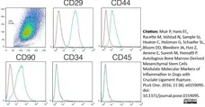 Anti Dog CD34 Antibody, clone 1H6 gallery image 3