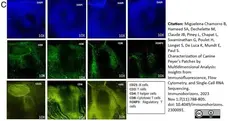 Anti Dog CD4 Antibody, clone CA13.1E4 gallery image 2