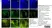 Anti Dog CD4 Antibody, clone CA13.1E4 thumbnail image 2