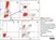 Anti Dog CD4 Antibody, clone YKIX302.9 thumbnail image 11