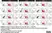 Anti Dog CD4 Antibody, clone YKIX302.9 thumbnail image 12