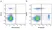 Anti Dog CD4 Antibody, clone YKIX302.9 thumbnail image 28