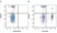 Anti Dog CD4 Antibody, clone YKIX302.9 thumbnail image 29