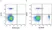 Anti Dog CD4 Antibody, clone YKIX302.9 thumbnail image 31