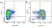 Anti Dog CD44 Antibody, clone YKIX337.8.7 thumbnail image 3