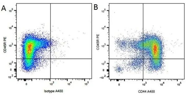 Anti Dog CD44 Antibody, clone YKIX337.8.7 gallery image 3