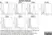 Anti Dog CD44 Antibody, clone YKIX337.8.7 thumbnail image 4