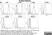 Anti Dog CD45 Antibody, clone YKIX716.13 thumbnail image 1